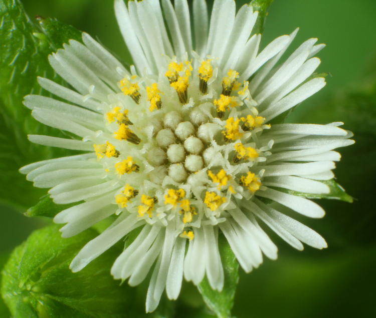 unidentified tiny white wildflower