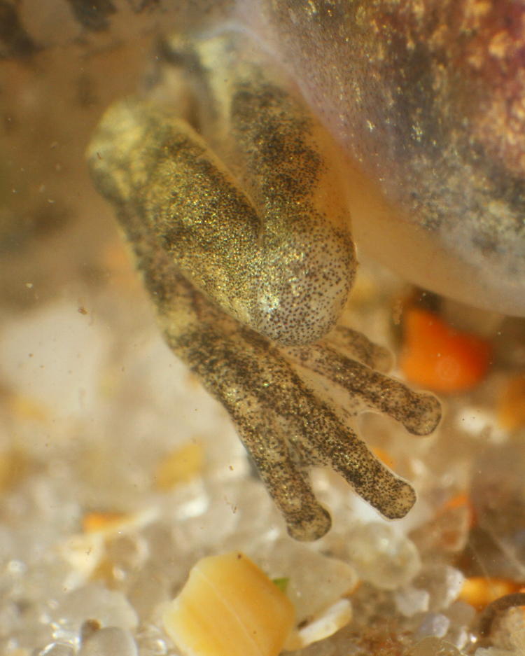 visible webbing on developing hind limbs of unidentified tadpole