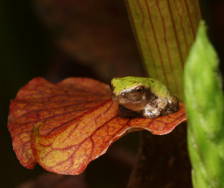 juvenile Copes grey treefrog Hyla chrysoscelis on top of pitcher plant