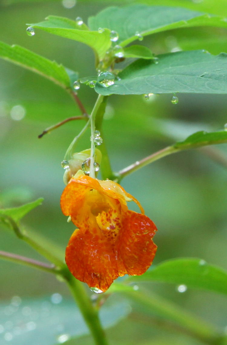 orange jewelweed Impatiens capensis after morning rain