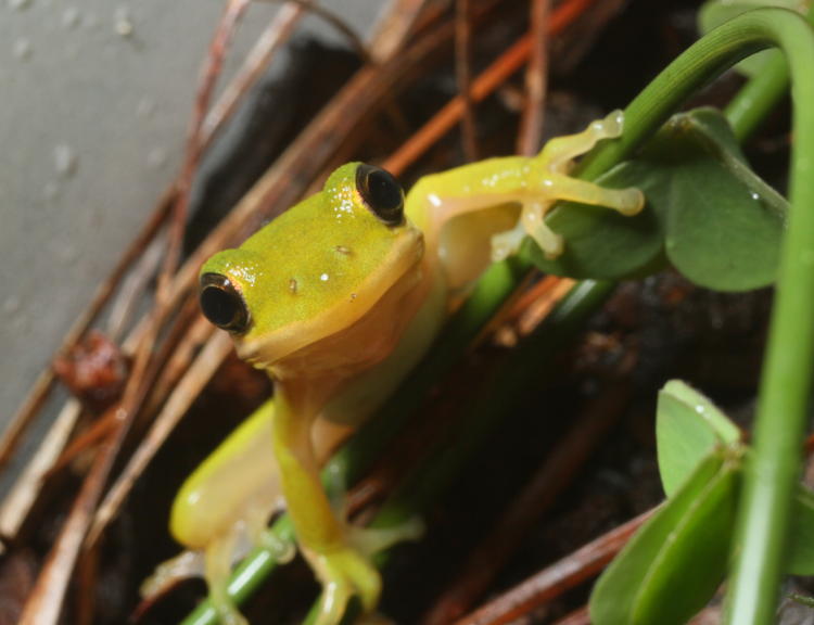 juvenile green treefrog Hyla cinerea poised alertly within pot