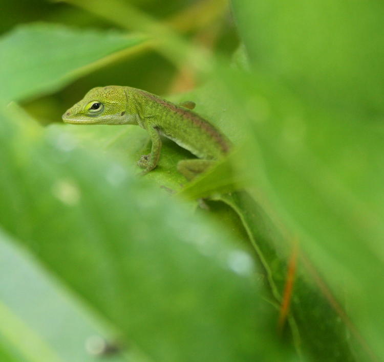 juvenile carolina anole Anolis carolinensis looking out from cover of leaves