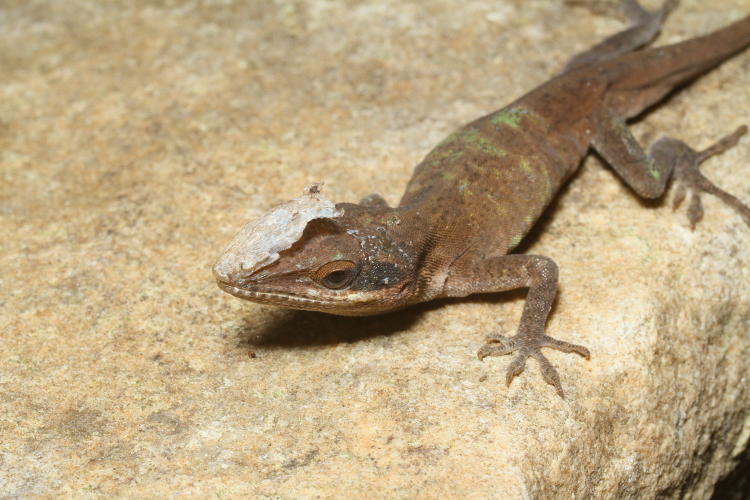 Carolina anole Anolis carolinensis showing retained patch of skin on forehead