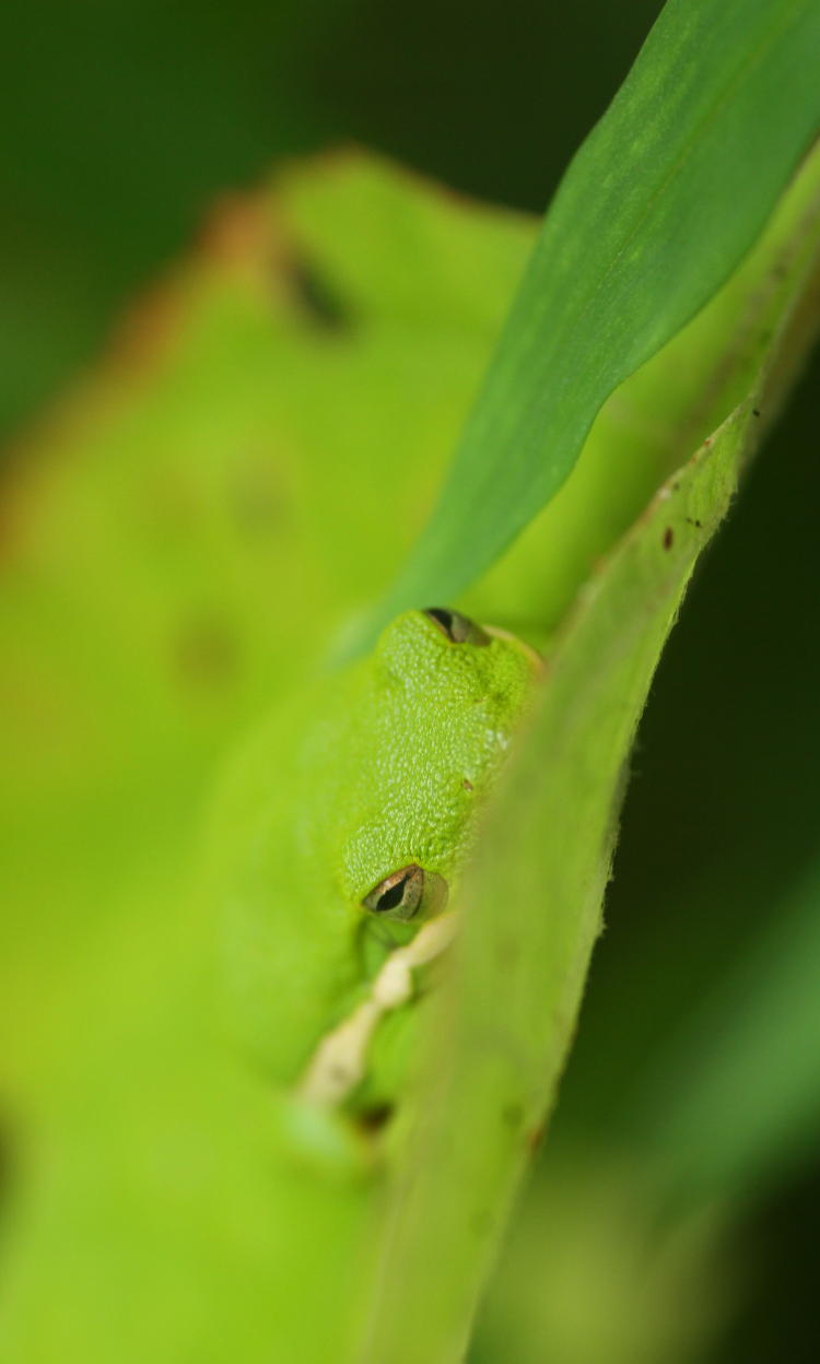 green treefrog Hyla cinerea peeking around edge of oak-leaf hydrangea Hydrangea quercifolia