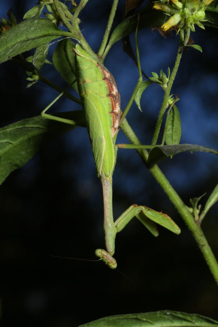 female Carolina mantis Stagmomantis carolina well due to deposit egg sac