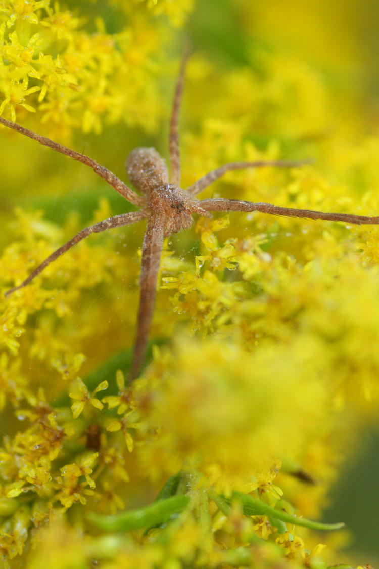 nursery web spider Pisaurina mira stretched out on dewy goldenrod Solidago