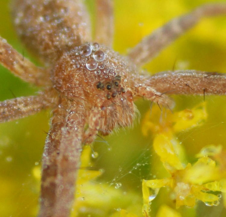 inset of previous nursery web spider Pisaurina mira in closeup