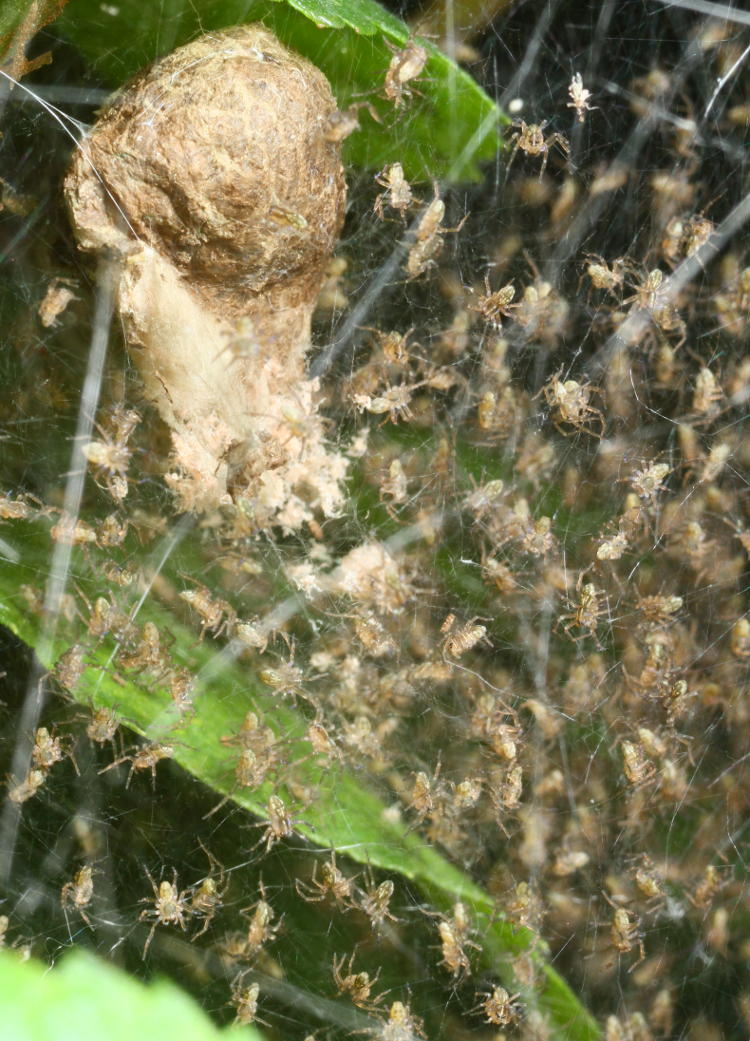 newborn six-spotted fishing spiders Dolomedes triton still by egg sac