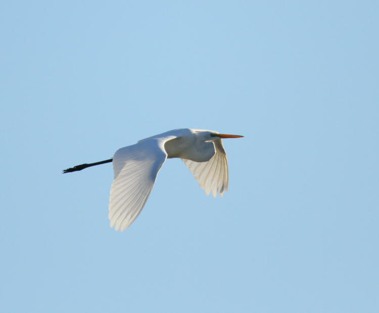 great egret Ardea alba posed against blue sky