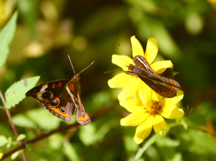 feeding and harassing common buckeye butterfly Junonia coenia on unidentified yellow flowers