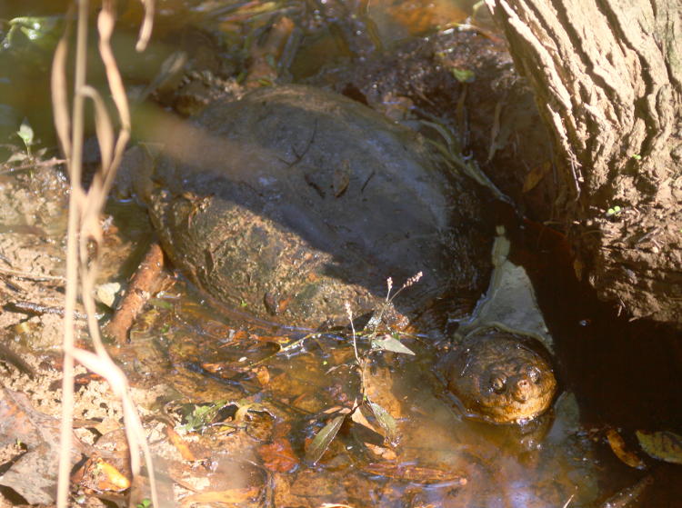 common snapping turtle Chelydra serpentina eyeing photographer distrustfully