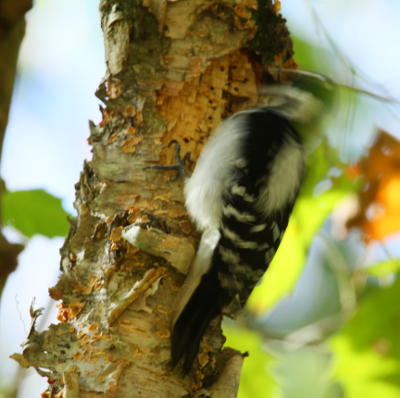 female downy woodpecker Dryobates pubescens failing to hold still enough