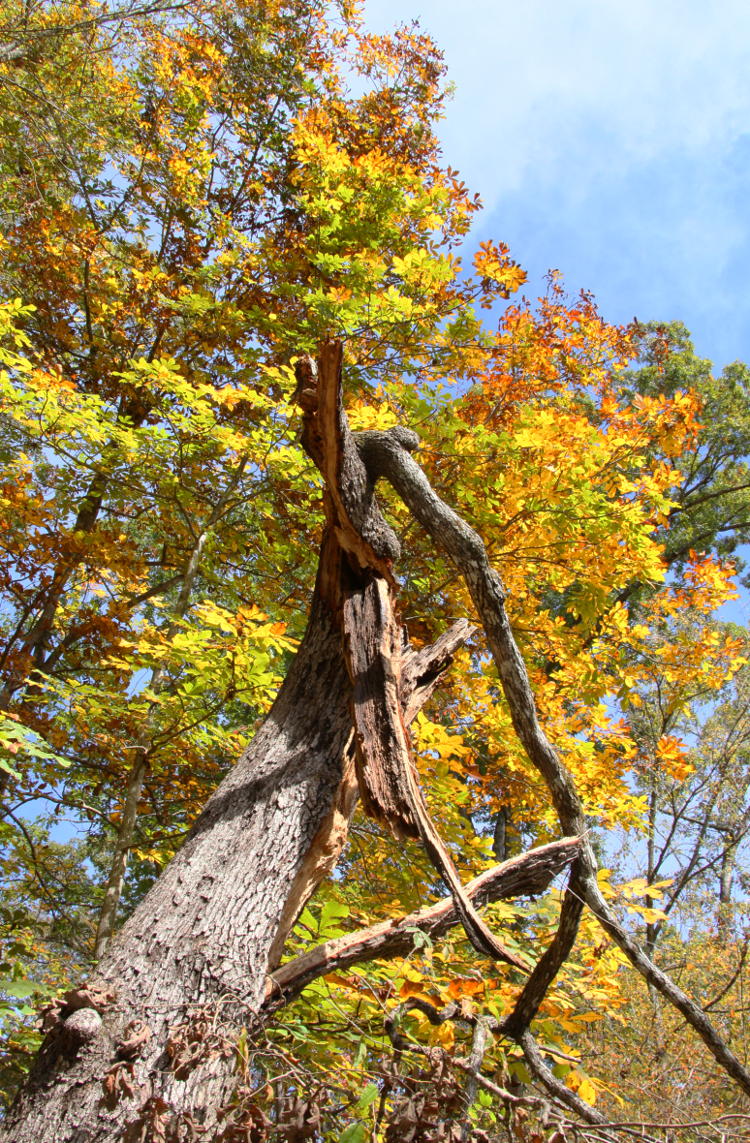 twisted dead limbs against early autumn colors