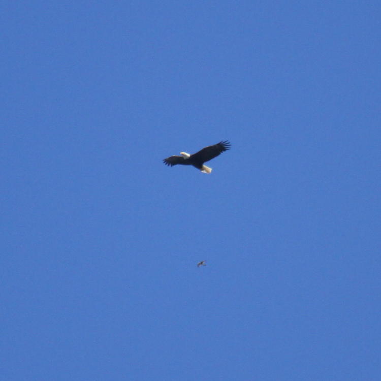 bald eagle Haliaeetus leucocephalus high overhead with much more distant, unidentified bird