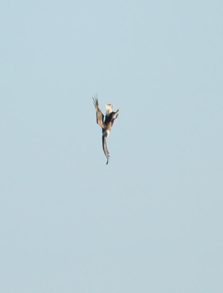 bald eagle Haliaeetus leucocephalus in vertical dive after fish