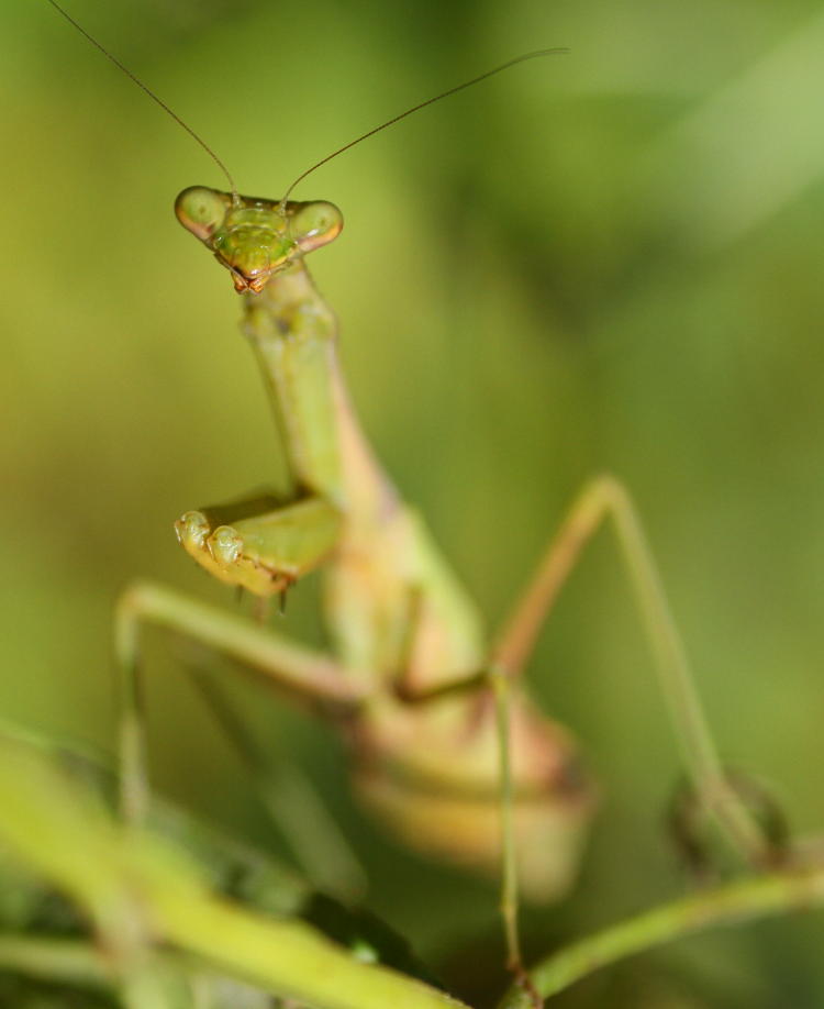 pregant female Carolina mantis Stagmomantis carolina posing for portrait