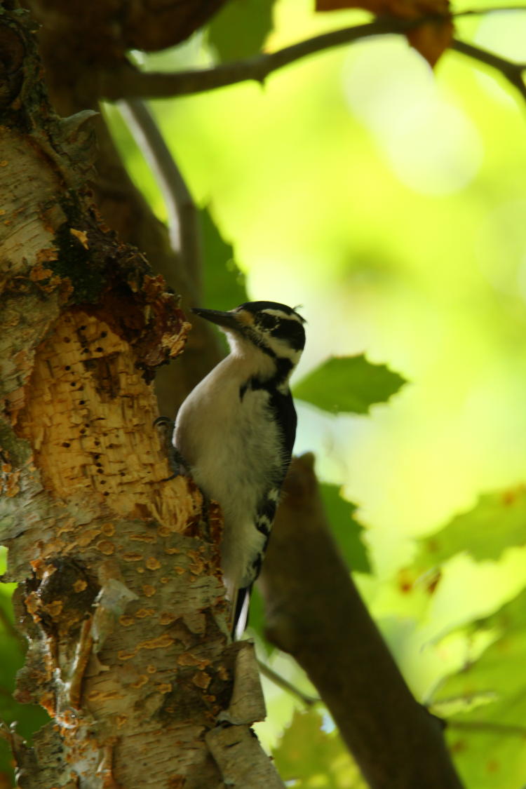 female downy woodpecker Dryobates pubescens on shadowed side of tree