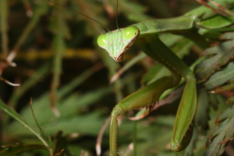 Chinese mantis Tenodera sinensis portrait