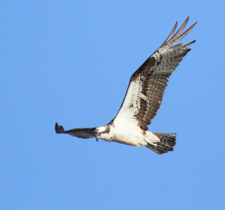 osprey Pandion haliaetus in level glide looking for fish