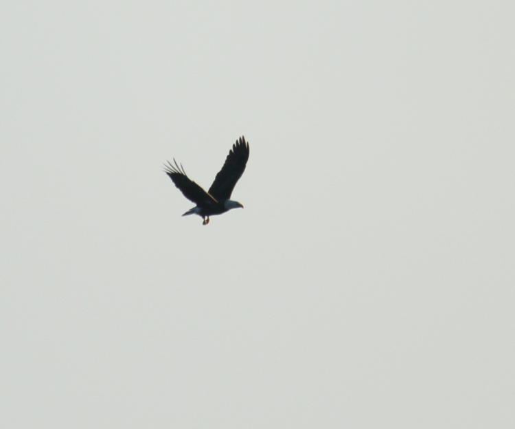 bald eagle Haliaeetus leucocephalus already finished with fish in midair