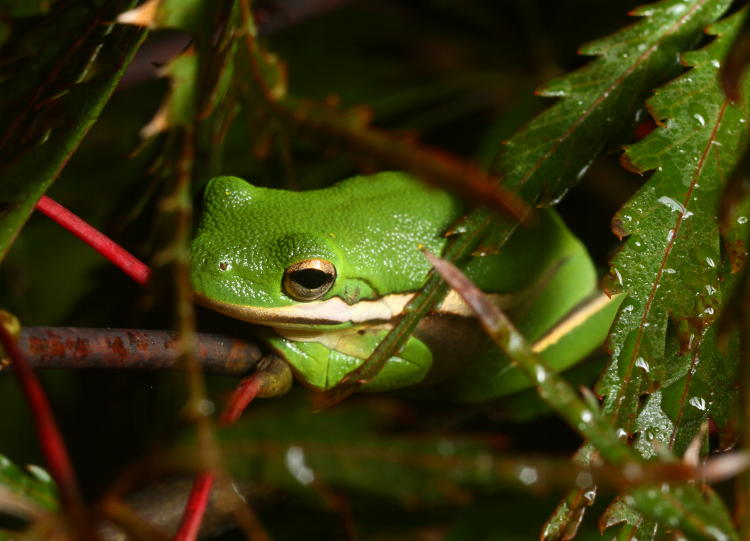 green treefrog Hyla cinerea within dew-laden Japanese maple