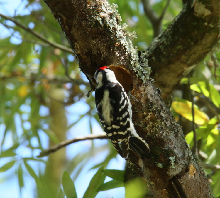 downy woodpecker Dryobates pubescens excavating another limb