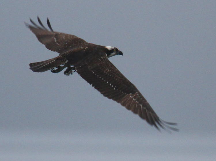 osprey Pandion haliaetus hunting in morning fog