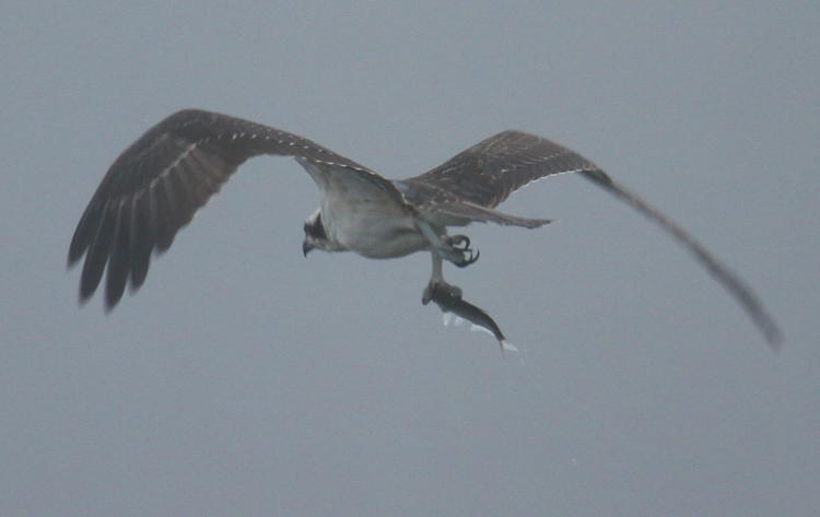 osprey Pandion haliaetus departing with fish