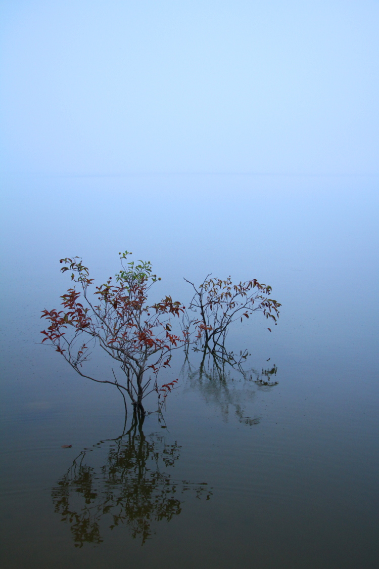 lone sapling in fog on Jordan Lake