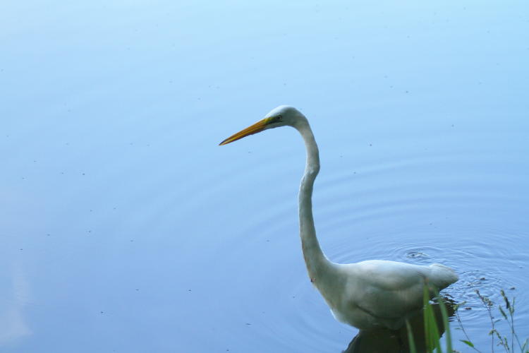 great egret Ardea alba hitting the limit of water depth