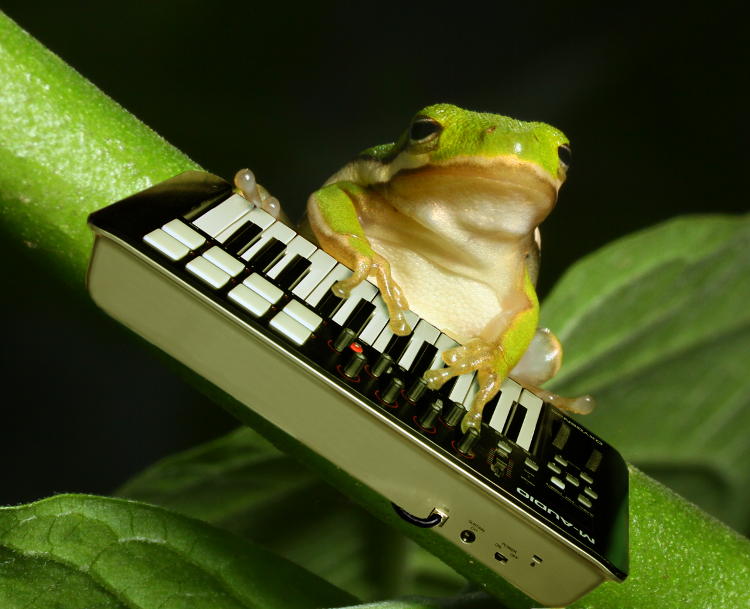 edited photo of green treefrog playing a synth keyboard