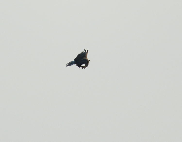 bald eagle Haliaeetus leucocephalus eating fish in midair