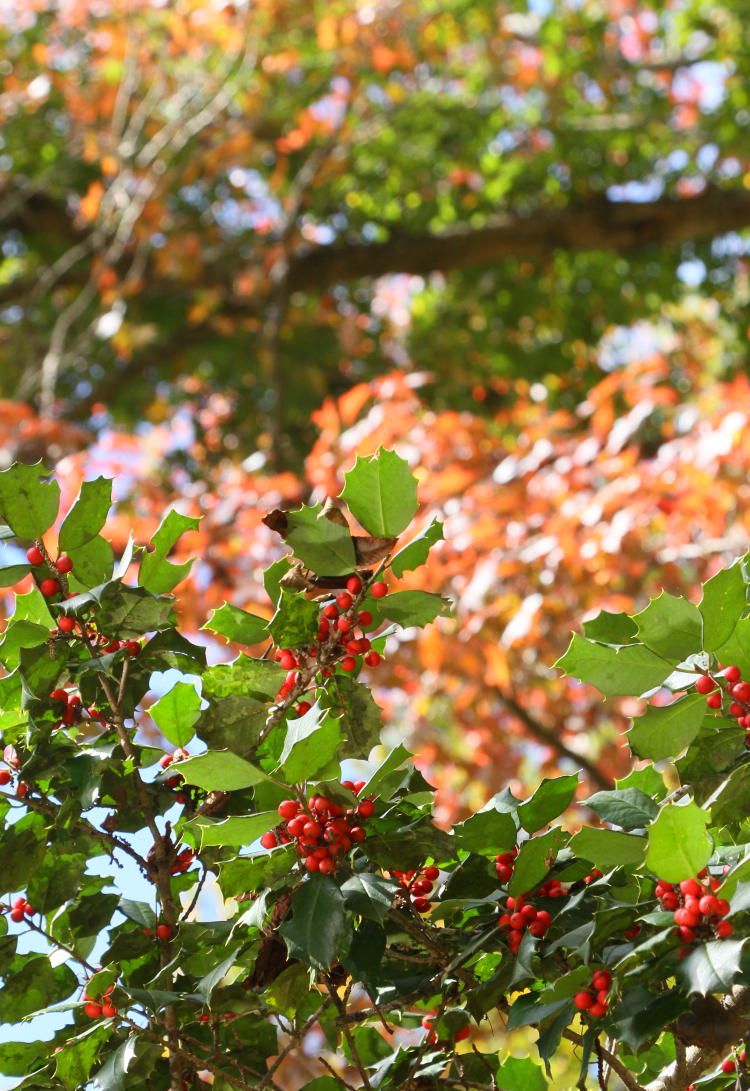 holly and berries against autumn colors