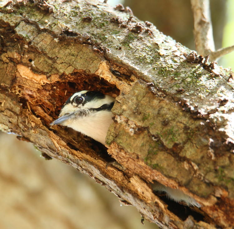 downy woodpecker Dryobates pubescens peering from hollow overhead