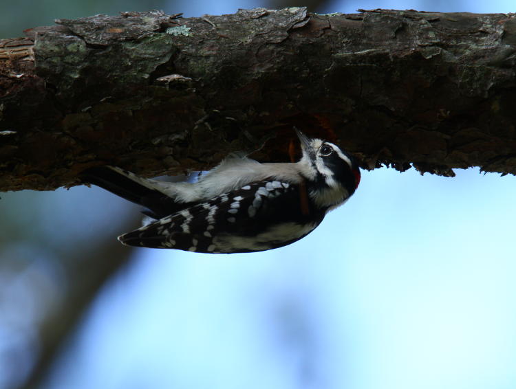 downy woodpecker Dryobates pubescens excavating hollow in rotting limb