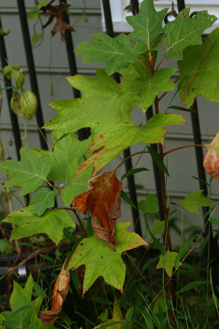 oak-leaf hydrangea Hydrangea quercifolia in front garden