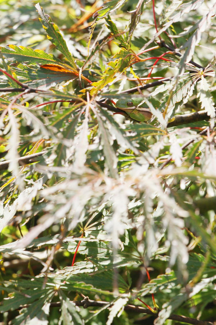 green treefrog Hyla cinerea in foliage of Japanese maple