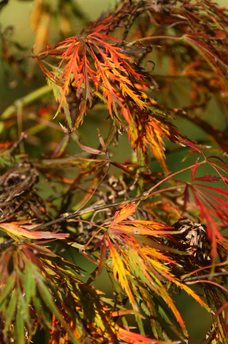 unknown Japanese maple subspecies showing great autumn color
