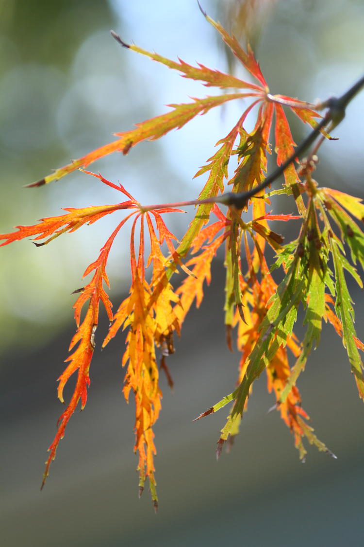 unknown Japanese maple subspecies with great autumn colors, backlit
