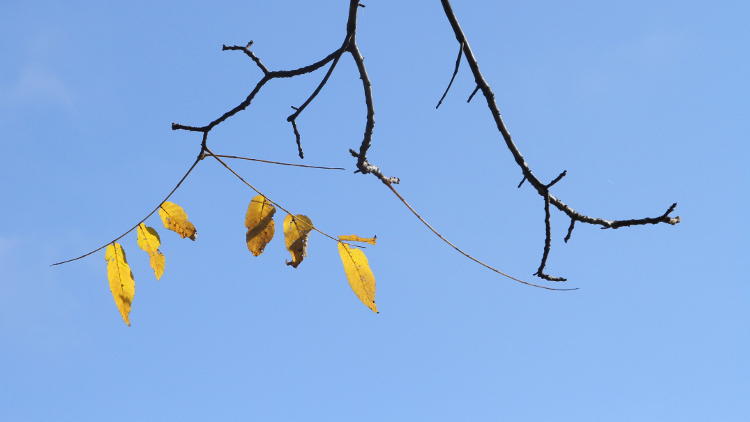 seven bare yellow leaves on empty branches