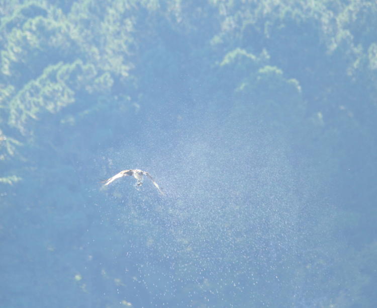 distant osprey Pandion haliaetus shaking water from its feathers after capturing fish