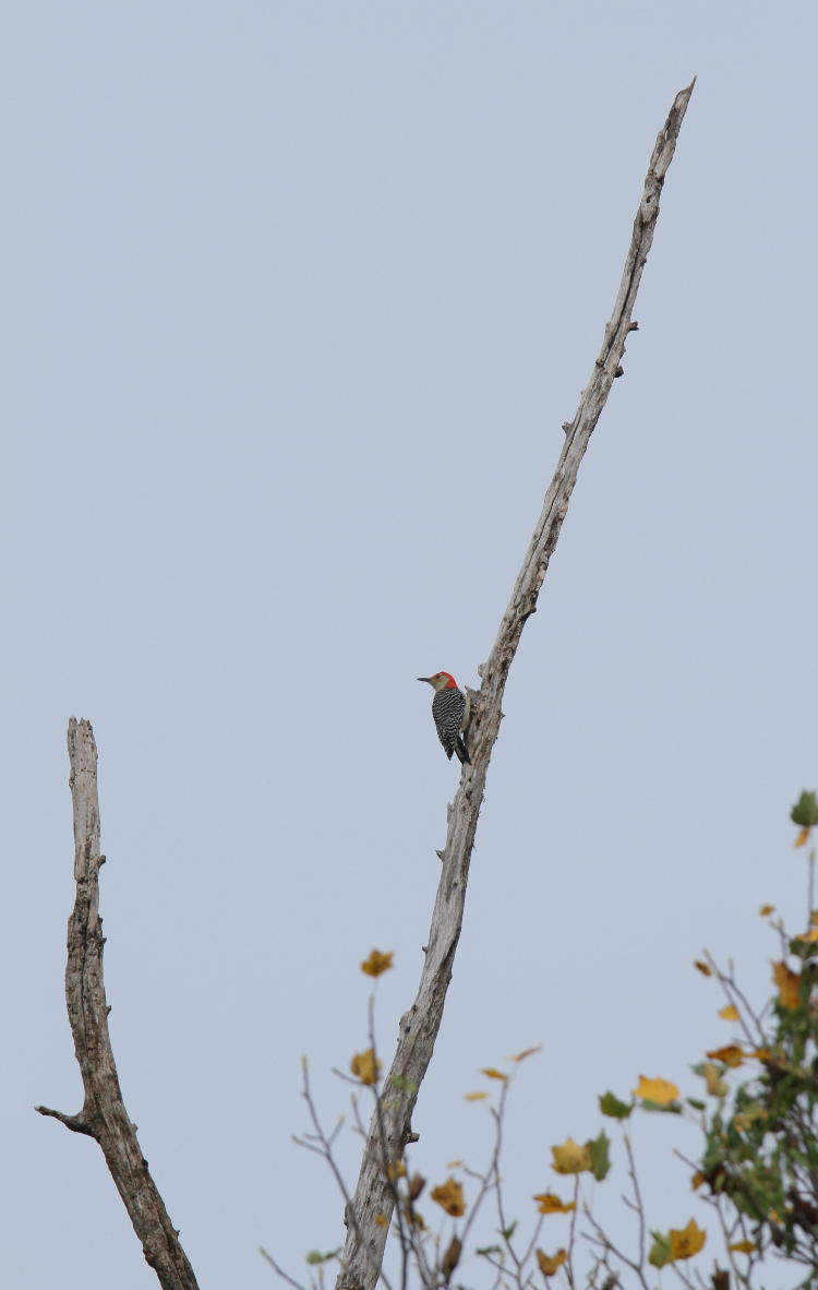 red-bellied woodpecker Melanerpes carolinus on dead trunks against blue-grey sky