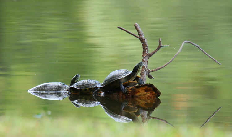 three yellow-bellied sliders Trachemys scripta scripta perched on snag with partial reflection