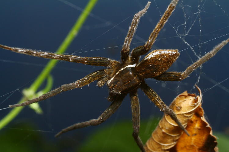 adult female six-spotted fishing spider Dolomedes triton near egg tent