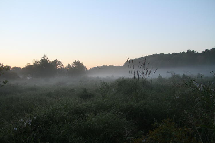low lying mist at sunrise at Mason Farm Biological Reserve