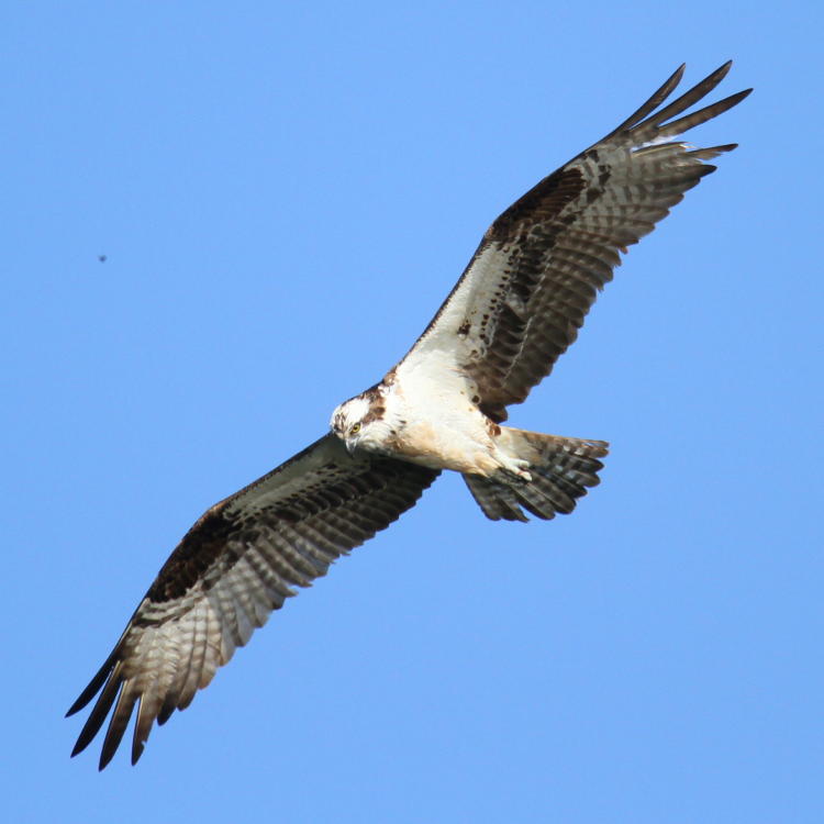 osprey Pandion haliaetus banking in good light overhead