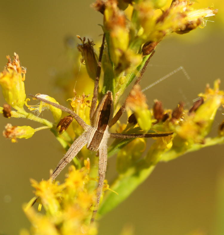 nursery web spider genus Pisaurina on goldenrod Solidago