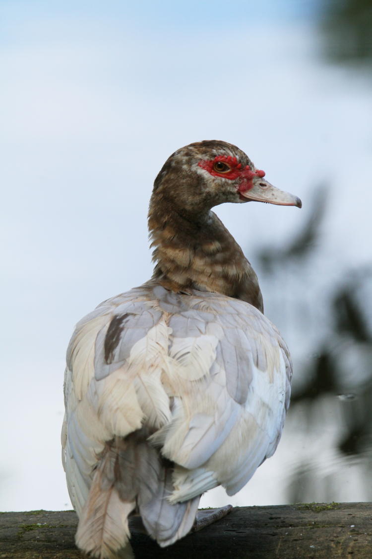 possible muscovy duck Cairina moschata hanging out at pond