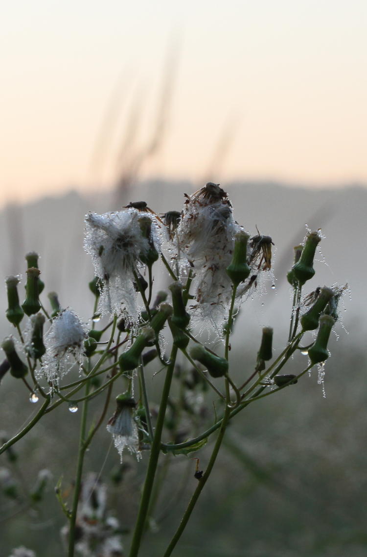 unknown wildflowers laden with dew