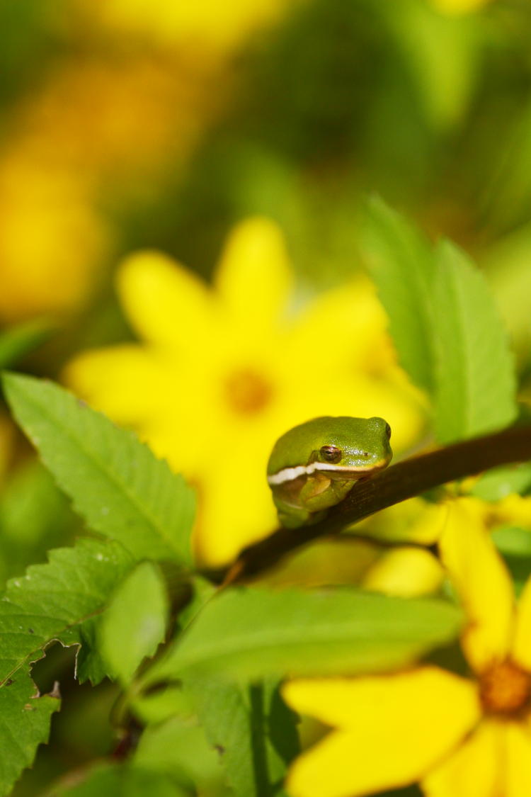 juvenile green treefrog Hyla cinerea perched on small branch in front of unidentified yellow flower